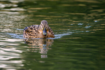 Female mallard duck, portrait of a duck with reflection in clean lake water.