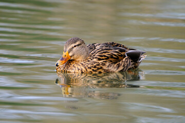 Female mallard duck, portrait of a duck with reflection in clean lake water.