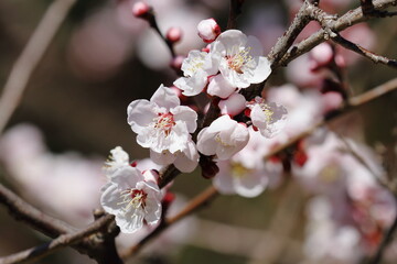 梅の花（薄色縮緬）