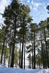 Snowy mountain with pine trees landscapes and natural winter scenes
