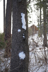 Snowy mountain with pine trees landscapes and natural winter scenes
