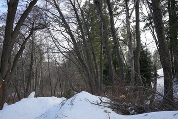 Snowy mountain with pine trees landscapes and natural winter scenes
