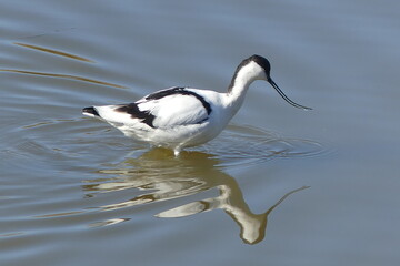Avocette