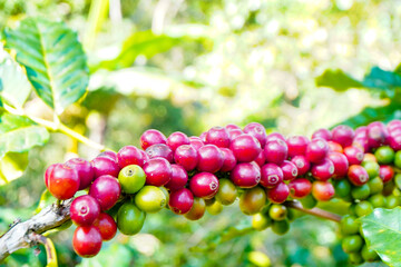 agriculture concept The berries are harvested to be processed into Parchment coffee, Arabica...
