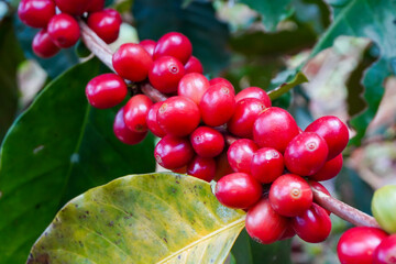 agriculture concept The berries are harvested to be processed into Parchment coffee, Arabica coffee. arabica coffee beans and arabica coffee berries by hand of farmer 