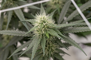 Marijuana Plant, Cannabis Buds, Marijuana Grow