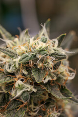 Naklejka na ściany i meble Marijuana Plant, Cannabis Buds, Marijuana Grow