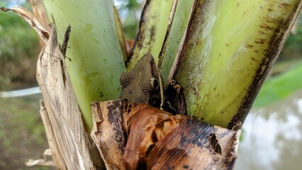 bullfrog frog hiding in a banana tree with a background image of the sky
