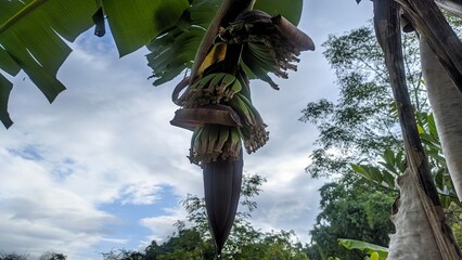 young banana fruit with a background image of the sky