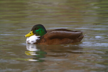 Male mallard duck, portrait of a duck with reflection in clean lake water.