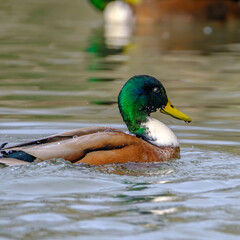 Mallard ducks on the lake with reflection in clean water.