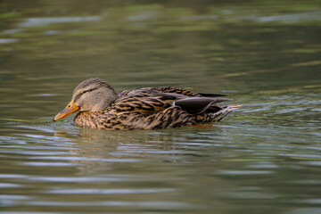 Female mallard duck, portrait of a duck with reflection in clean lake water.