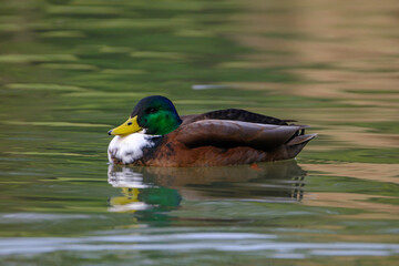 Male mallard duck, portrait of a duck with reflection in clean lake water.