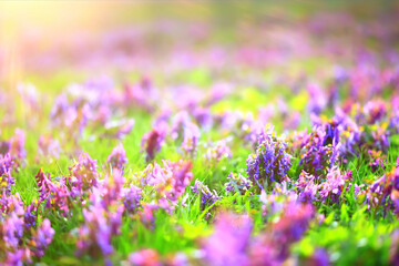 Corýdalis flower ornamental, wallpaper spring, ecology