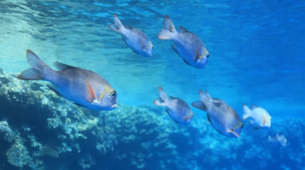 Fototapeta premium tropical fish on a coral reef underwater wildlife