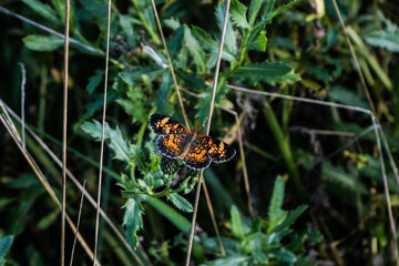 butterfly on the grass