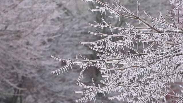 frost covered branches.  Icicles on a tree branch captured during a historic storm in Michigan.  Icy tree branch.