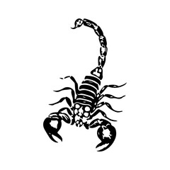 vector illustration of a black scorpion