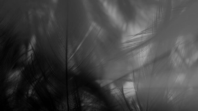 BEAMS OF LIGHT PASS THROUGH FEATHERS.  4K, MACRO, SLIDER SHOT.