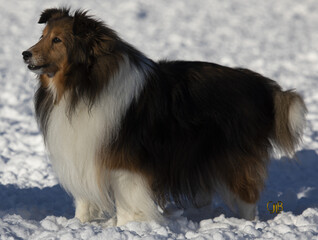 Border collie