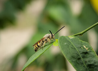 Scoliidae wasp, Yellow Hairy Flower Wasp