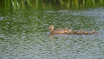 母親の後を必死でついていくマガモの雛たち