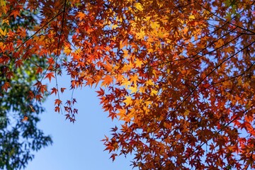 木漏れ日浴びて輝くモミジの黄葉＠兵庫