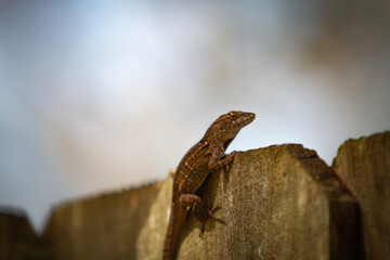 lizard on a fence
