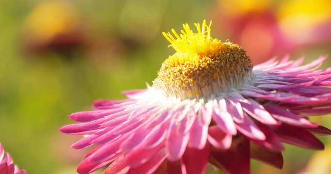 4K footage pink flower is alone in the beautiful nature during the daytime.
