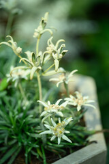 Beautiful Edelweiss flower blossom, Mountain flower and used in traditinal medine