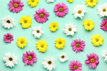 Composition with beautiful chrysanthemum flowers on color background