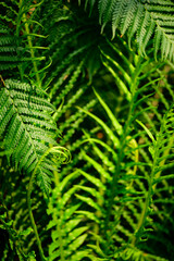 Close up of fresh fern leaf with sunlight, Green nature background, Ornamental plant in garden