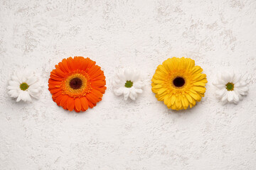 Obraz na płótnie Canvas Composition with beautiful gerbera and chamomile flowers on light background