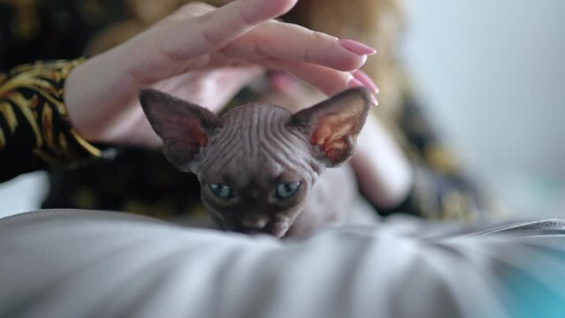 Unrecognizable woman stroking little Devon Rex kitten, close up. High quality 4k footage