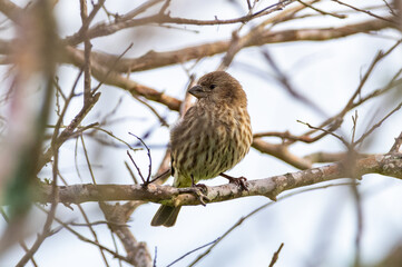 House Finch