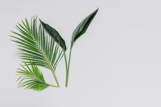 Branches of tropical plants on a gray background with copy  space. Tropical layout.
