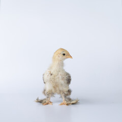 Portrait of cute baby chick Cochin on white background. Mini Cochin chicken has a small round shape and has feathers on its feet.