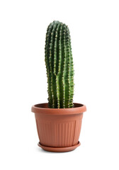 Pot with green cactus on white background