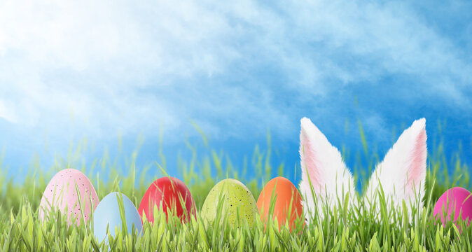 Easter celebration. Bunny hiding near painted eggs in green grass on sunny day