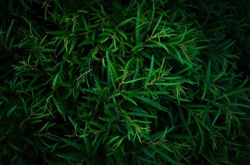 Low key, green background of sweet-fern (Comptonia peregrina)