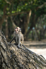 A monkey sitting on a tree in Alas Purwo forest, Banyuwangi, Indonesia.