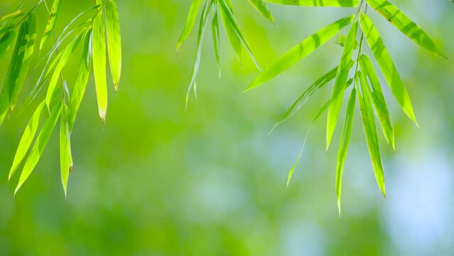 bamboo forest background