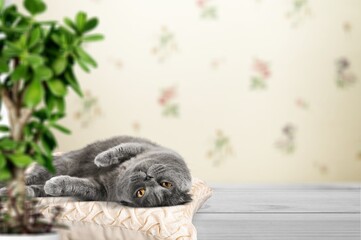 Cute domestic cat pet posing on pillow