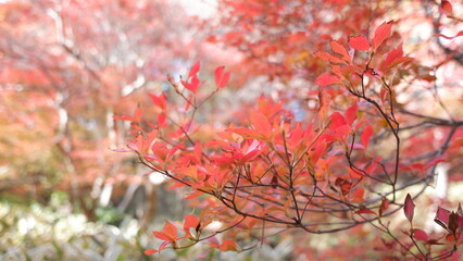 autumn leaves in Japan