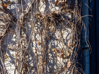 Dried vines on the wall of the building. Winter in the south. Background from architecture