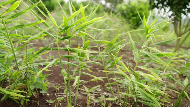 Dolly, ginger plants on field. Leaves in the wind