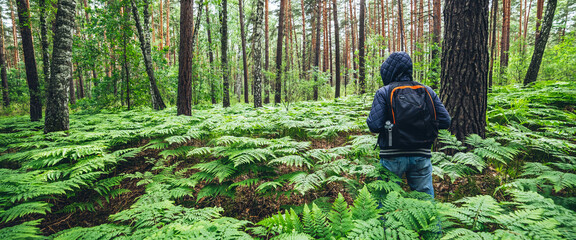 Guy with backpack in sunny summer forest among lush fern thickets. Beautiful woodland green...