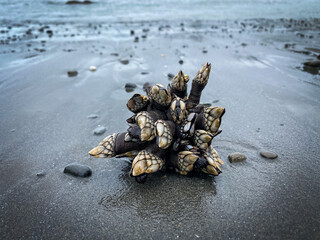 Obraz premium shell on the beach