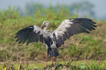 Asian Openbill in flight