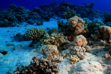 Fototapeta na wymiar cuttlefish underwater photo wildlife sea